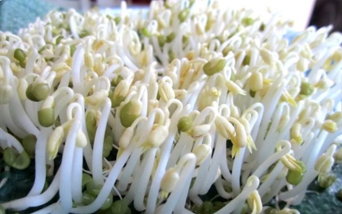 Tự làm giá đỗ tại nhà ngon, an toàn, tiết kiệm chỉ với vài bước đơn giản