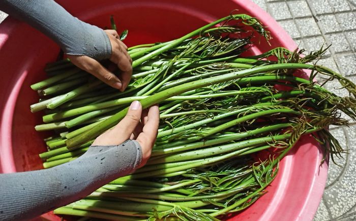 Loại rau dại xưa mọc đầy, giờ thành đặc sản được nhà hàng ưa chuộng, 50.000 đồng/kg