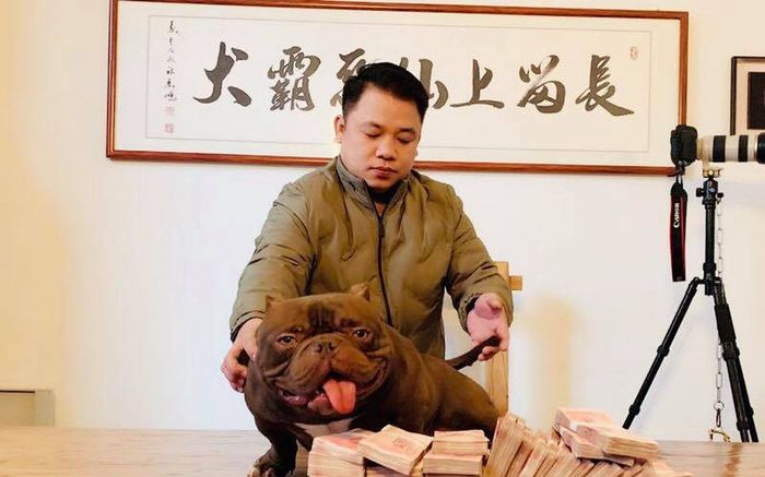 Đại gia Việt chi 2.6 tỷ mua chú chó 'khủng', thuộc giống chó đắt nhất thế giới
