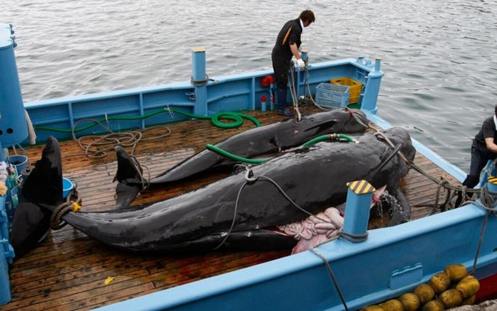 Iceland cho phép săn bắt cá voi đến năm 2029
