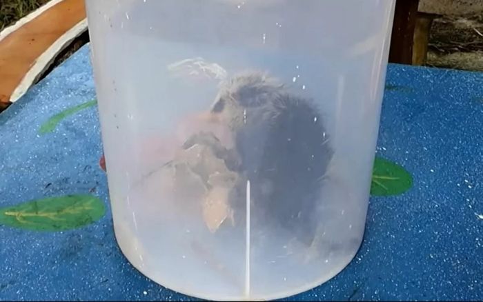 Đi câu cá, người phụ nữ bắt được con vật ngoại hình kỳ dị, hóa ra là loài thú quý hiếm