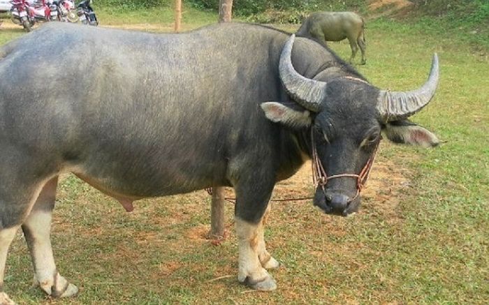 Quảng Bình: Nổ súng bắn hạ trâu 'điên' húc 3 người thương vong