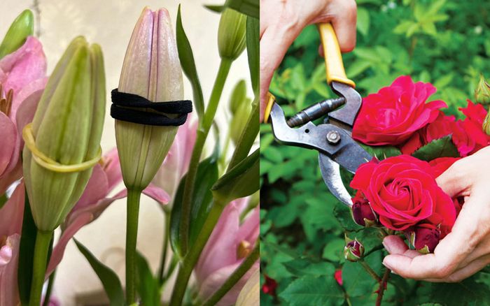 Mẹo giúp hoa không nở tung tóe trước Tết