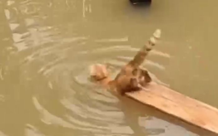 Hình ảnh chú mèo bơi qua bể nước thăm 'crush' khiến cộng đồng mạng xúc động
