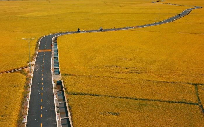 Đẹp ngất ngây cánh đồng đang vào mùa lúa chín ở Bà Rịa - Vũng Tàu