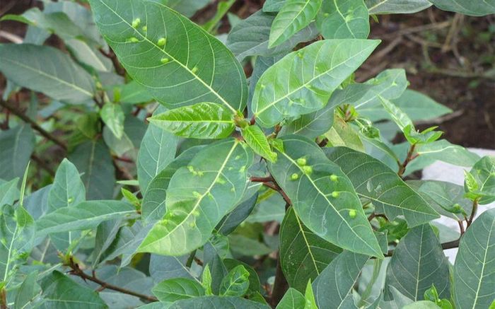 Nốt sần như mụn trên lá sung là gì?