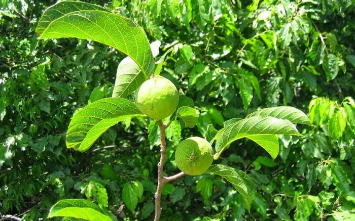 Ở Việt Nam có một loài cây cực độc, nhựa cây có thể gây mù mắt, ngừng tim trong phút chốc