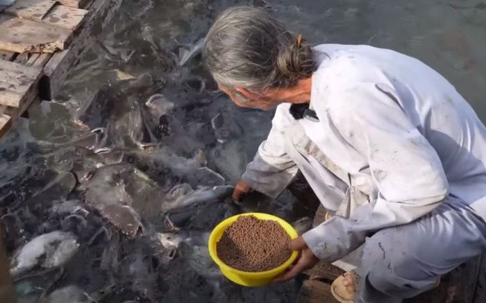 Lạ kỳ hàng trăm tấn cá ùa vào nhà người đàn ông tại An Giang, mỗi ngày ăn đến 8 tấn xoài