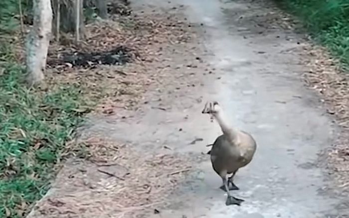 Được tặng con ngỗng làm thịt ăn tết, người đàn ông không nỡ ra tay và cái kết bất ngờ