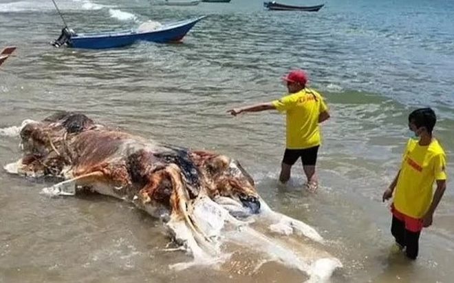 Cận cảnh sinh vật kỳ dị như tảng thịt khổng lồ trôi dạt vào bờ biển