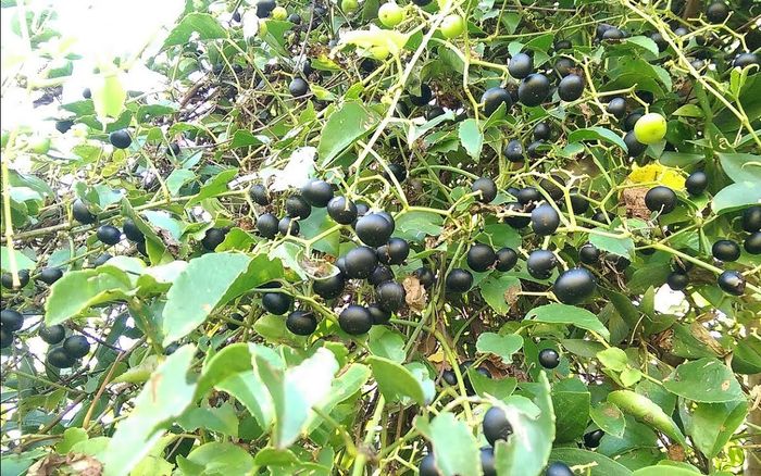 Loại quả xưa chín rụng đầy gốc, giờ thành đặc sản được khách du lịch yêu thích với 80.000 đồng/kg