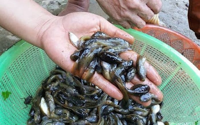 Đặc sản Thanh Hoá ai nhìn cũng rùng mình nhưng ăn một lần nhớ mãi, 70.000 đồng/kg