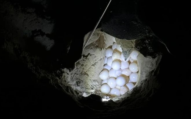Vì sao rùa xanh 100 kg từ Malaysia sang Côn Đảo để đẻ trứng?