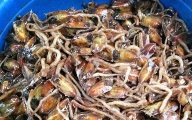 Đặc sản chỉ có tại Hải Phòng, xưa đầy không ai biết giờ được 'săn lùng', 150.000 đồng/kg