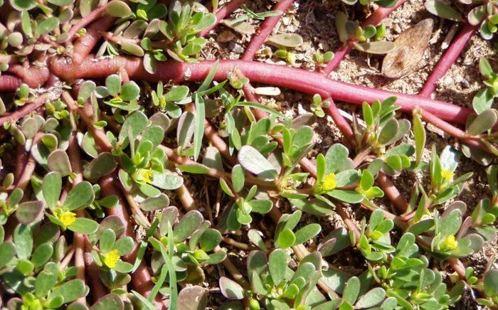 Loại rau xưa cho lợn ăn, giờ thành đặc sản chị em nội trợ ưa chuộng trong dịp hè với 110.000 đồng/kg