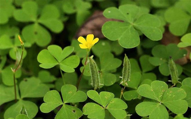 Loại rau mọc dại đầy đường mang về nấu canh, là vị thuốc quý cực tốt cho sức khỏe