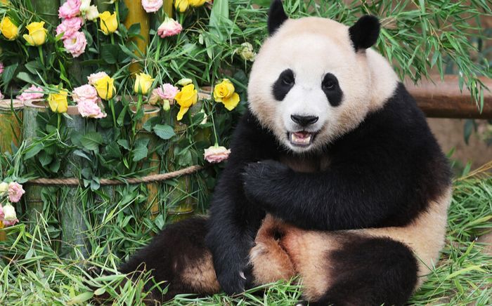 Phát hiện 'bé gấu trúc Fubao' lạc đường, ghé Cần Giờ dạo biển