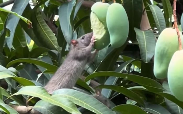 Thấy chuột mukbang xoài chua, chủ nhà không nỡ đuổi, nghe lý do khiến nhiều người suy ngẫm