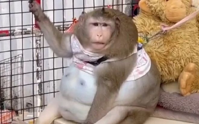 'Chú khỉ béo nhất thế giới' qua đời khi mới 6 tuổi, ngỡ ngàng nguyên do phía sau