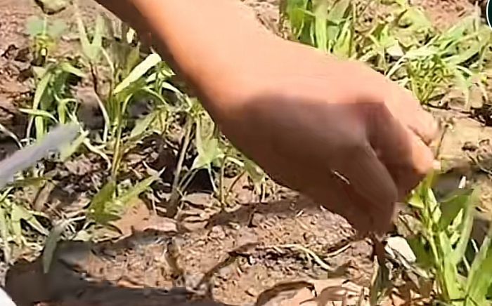 Đặt cơm nhưng không có rau, nam sinh liền mukbang vườn rau lớp trồng khiến cộng đồng mạng cười ngất