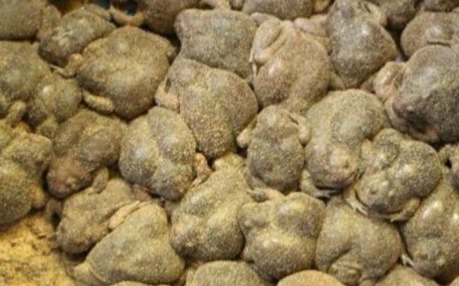 Đặc sản chỉ có tại Ninh Thuận, nhìn thì ghê nhưng ăn một lần nhớ mãi không quên, 150.000 đồng/kg