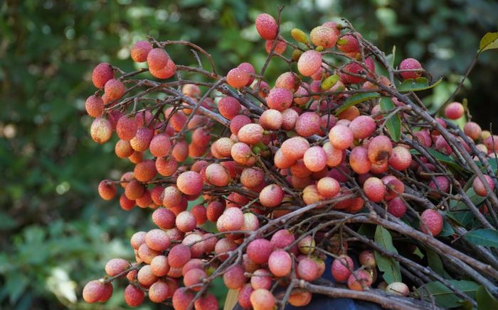 Loại quả dại xưa ít người biết, giờ thành đặc sản được khách du lịch ưa chuộng, 90.000 đồng/kg