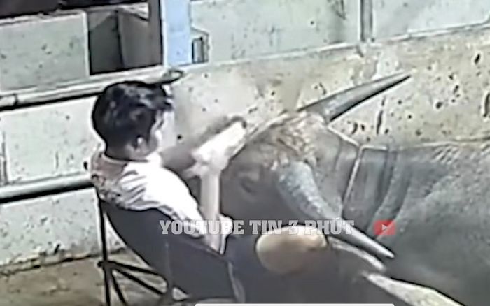 Xúc động hình ảnh thanh niên ngồi bên chuồng trâu gần gũi chủ tớ