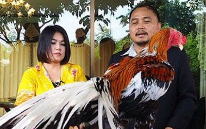 Được khách trả 14 tỷ đồng, người phụ nữ vẫn không bán chú gà cưng