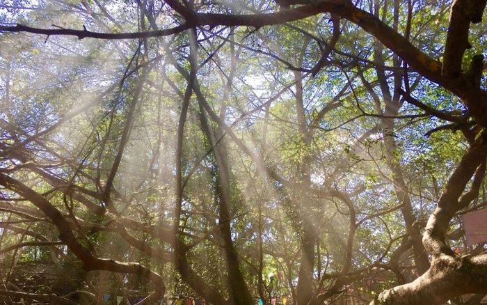 Cây huyền bí có hơn 1000 bộ rễ, vào bên trong giống như lạc mê cung