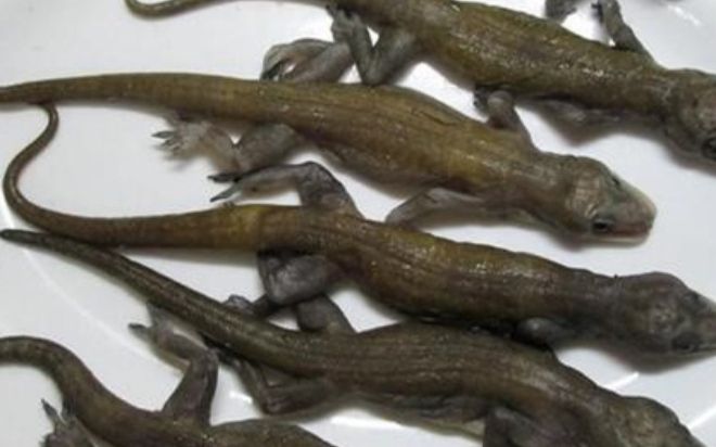 Đặc sản nhìn đã 'nổi da gà' được dân thành phố săn lùng, 1.4 triệu đồng/kg