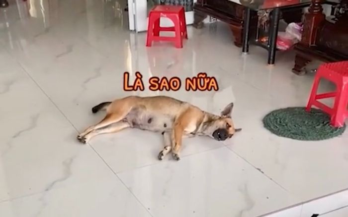 Đến giao hàng cho khách, anh shipper tức tối khi bị chú chó xem thường