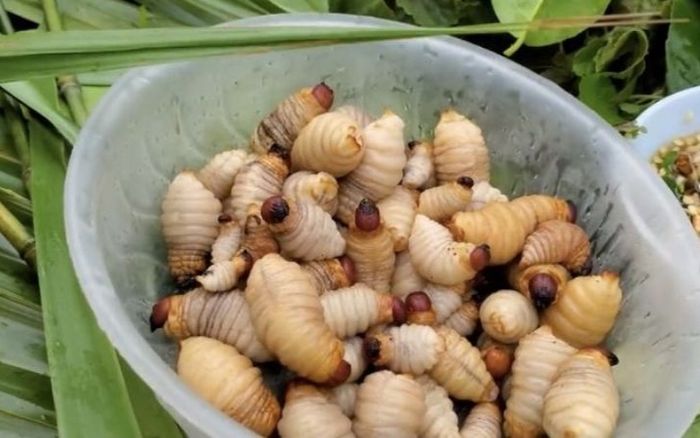 Đặc sản nhung nhúc đáng sợ nhưng ăn một lần sẽ nhớ mãi