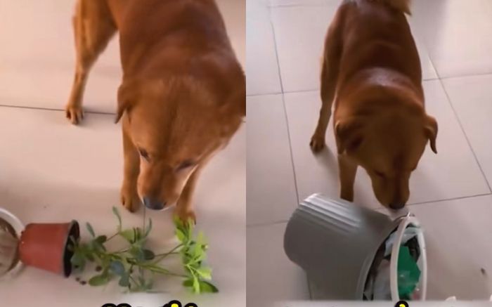 Chú chó chịu nhục vì bị sen đổ oan, đầu tư một 'mưu hèn kế bẩn' để hãm hại