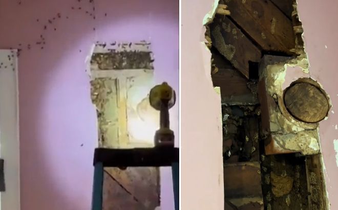 Con gái 3 tuổi nói có quái vật sau tường, bố mẹ kiểm tra liền 'rùng mình' trước sự thật