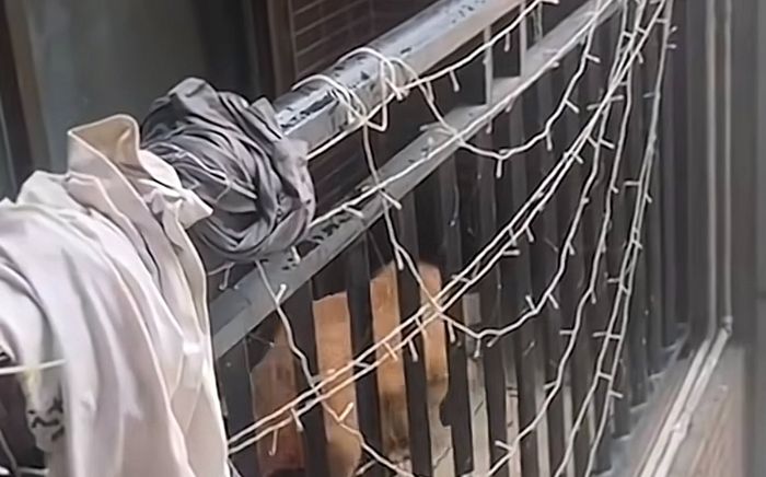 Chú chó bị bỏ quên ở hành lang khiến cộng đồng mạng xót xa