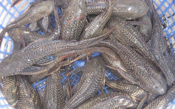 Loại cá xấu xí xưa nhìn khiếp sợ, giờ thành đặc sản nổi tiếng ngon như thịt gà, 100.000 đồng/kg