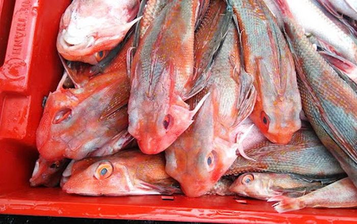 Loại cá xưa ai cũng chê, giờ thành đặc sản được chị em lùng mua, 250.000 đồng/kg