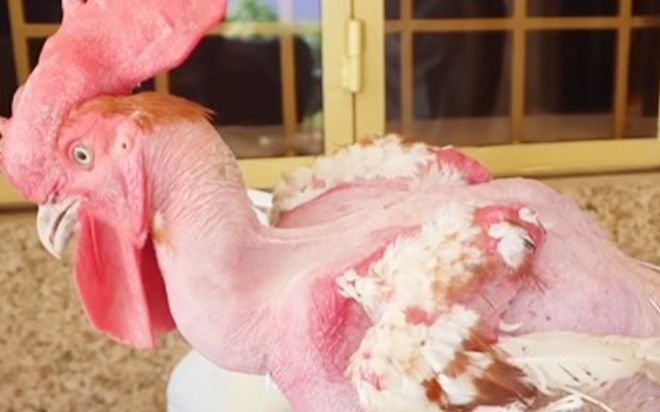 Chàng trai Cần Thơ sở hữu chú gà đột biến độc lạ, ai trả 1 tỷ cũng không bán