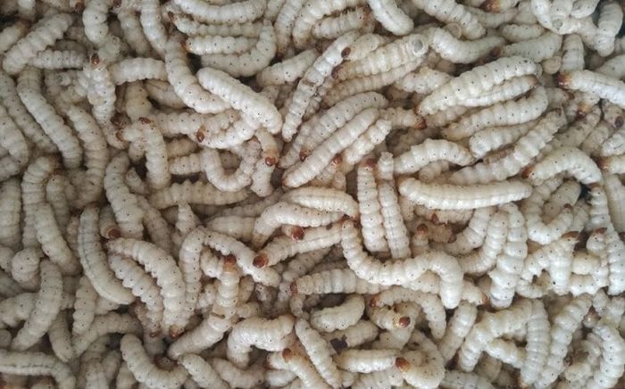 Đặc sản nổi tiếng Thanh Hóa nhìn thì sợ nhưng ăn được sẽ 'mê tít', 600.000 đồng/kg