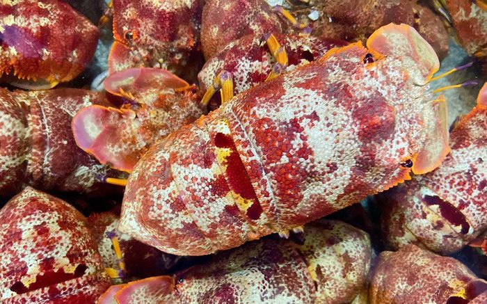 Đặc sản hiếm có khó tìm, ai muốn mua phải đặt trước cả tháng, 1.700.000 đồng/kg