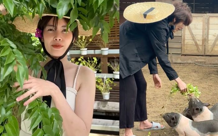 Lệ Nam đăng tải video cho heo ăn: Liệu muốn bỏ phố về quê?