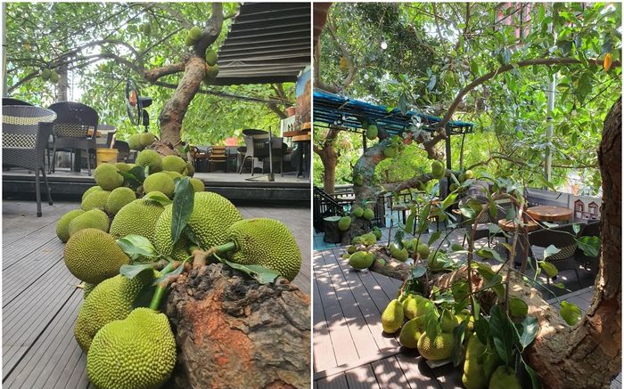 Độc lạ Tuyên Quang: Đã mắt với cây mít trĩu quả, nằm sải dài ở quán cà phê