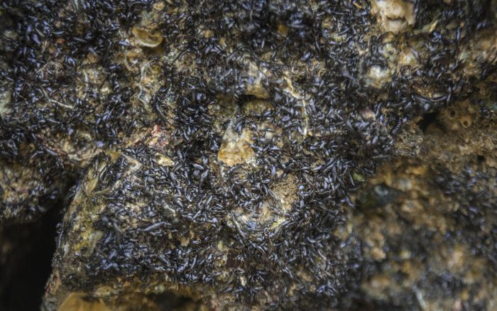 Rau cứu đói mọc trên đá giờ thành đặc sản hút khách, 150.000 đồng/kg