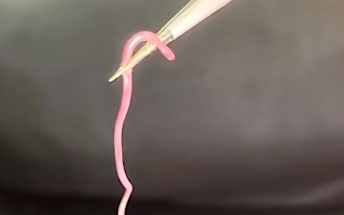 Đang nằm ngủ, bà bầu giật mình phát hiện loài rắn 'cắn một lần là đăng xuất' và sự thật đằng sau