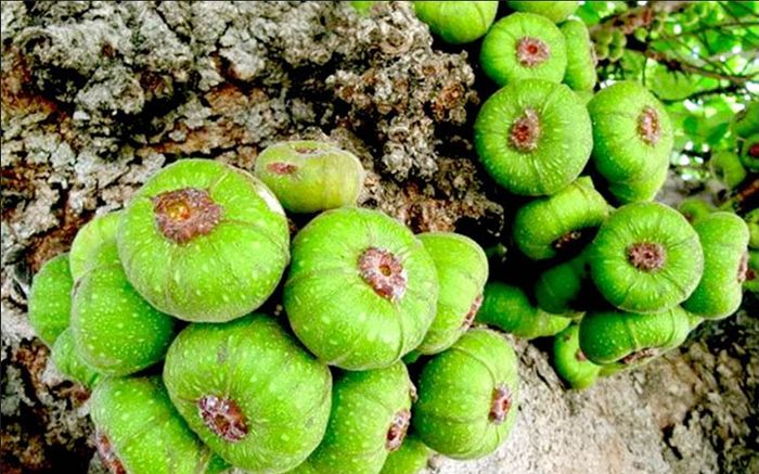 Loại quả xưa chín rụng đầy không ai ăn, giờ thành đặc sản nổi tiếng khắp nơi, 90.000 đồng/kg