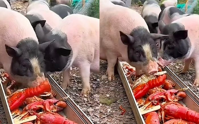 Cho lợn ăn buffet tôm hùm, thanh niên hút hơn 2 triệu view vì bữa ăn chất lượng