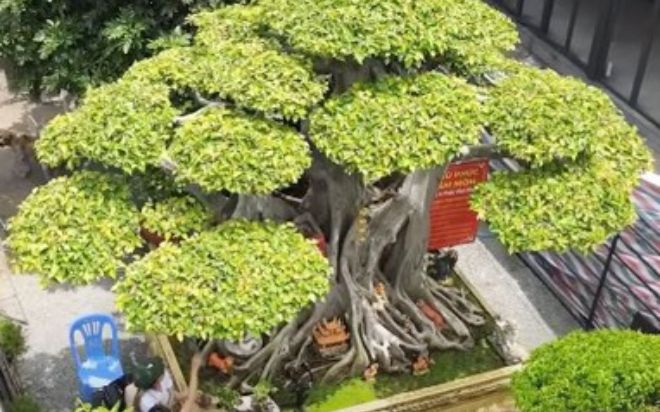 Cặp vợ chồng thà ở nhà tuềnh toàng chứ không chịu bán cây cảnh với giá 45 tỷ