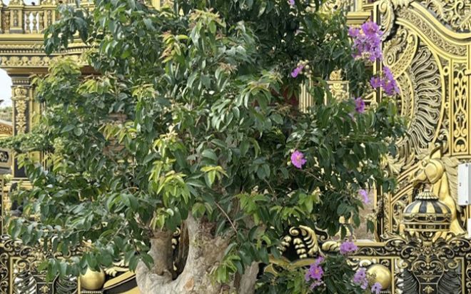 Vườn bonsai khủng trong tòa lâu đài 100 tỷ của đại gia 'đồng nát'