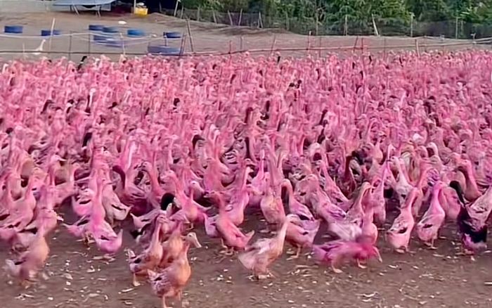 Ngắm nhìn đàn vịt hồng 'nổi bần bật', vẻ đẹp đặc trưng của người miền Tây