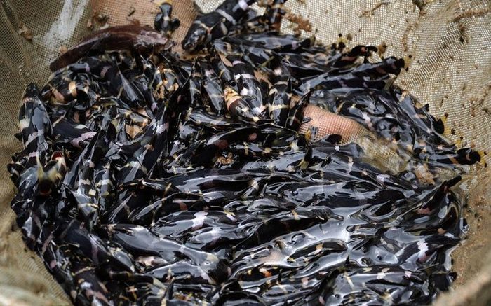 Loại cá nhìn đen sì thành đặc sản quý hiếm, ai muốn mua phải đặt trước, 400.000 đồng/kg